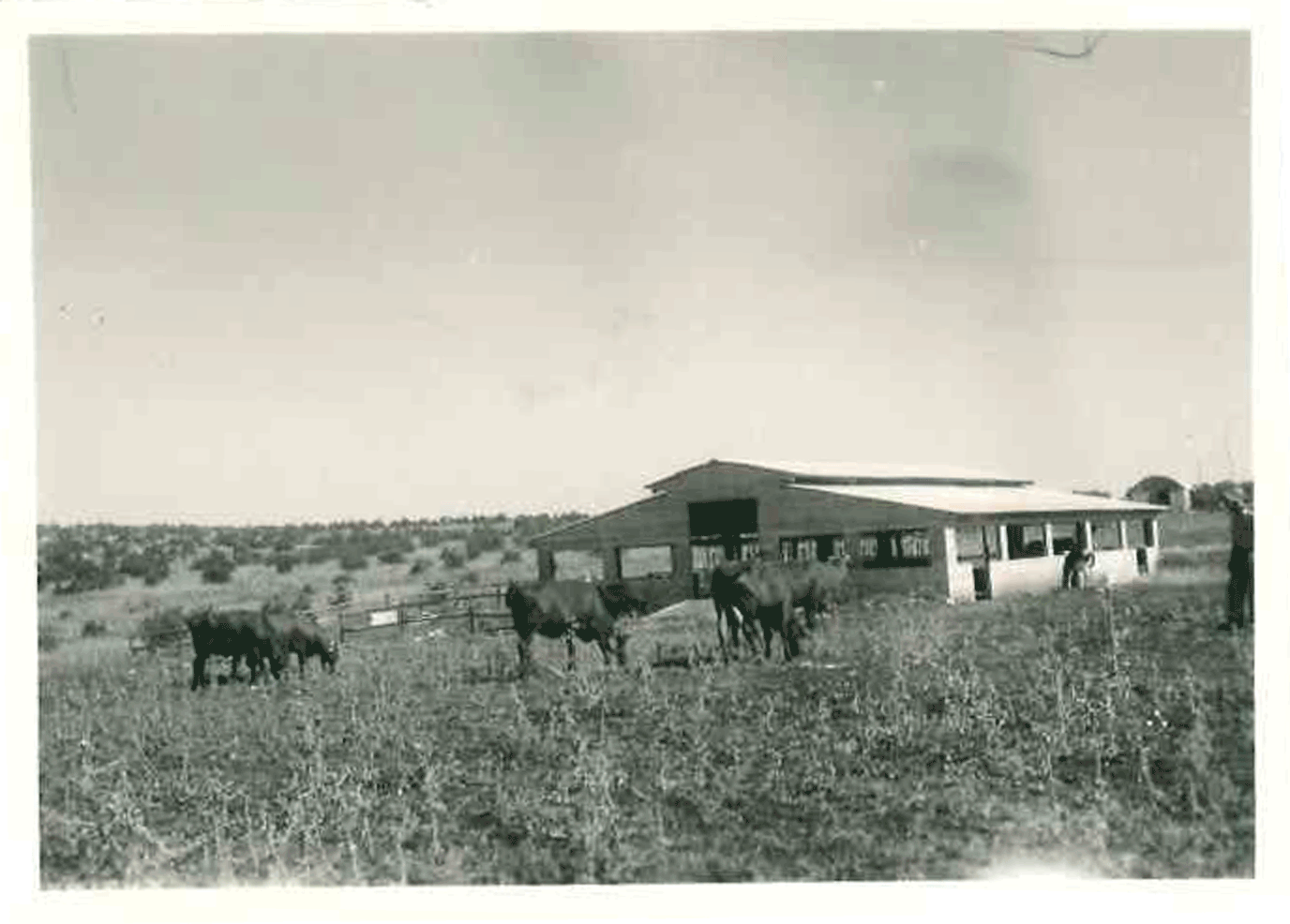 cows