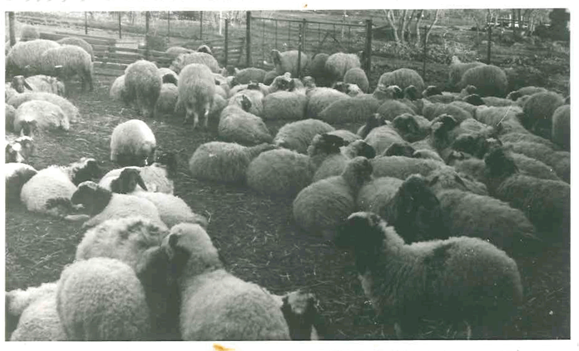 sheep